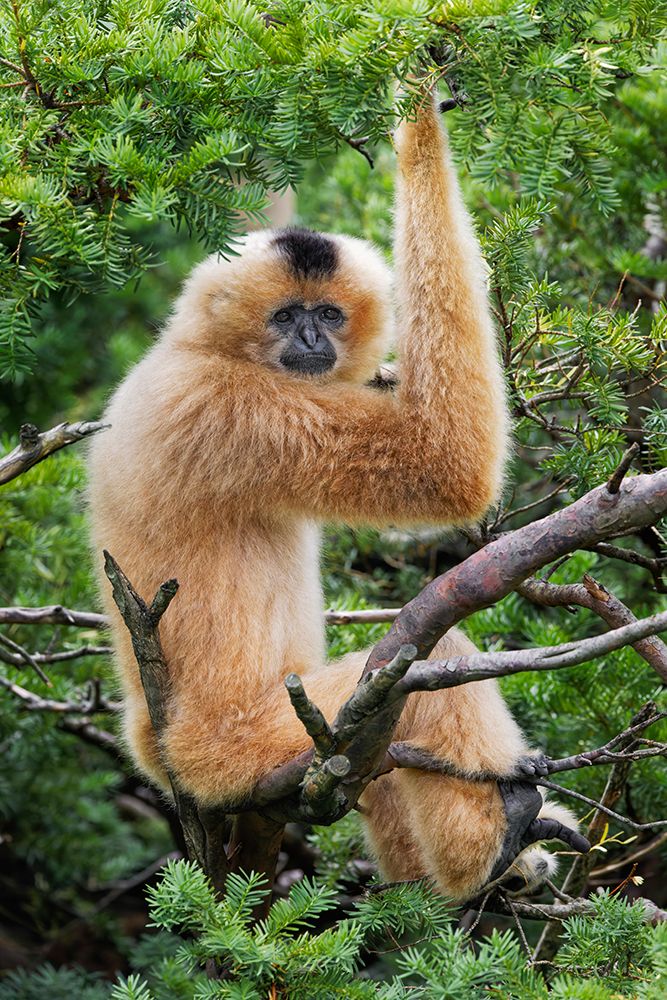Buff-cheeked Gibbon-native to Laos-Vietnam-Cambodia